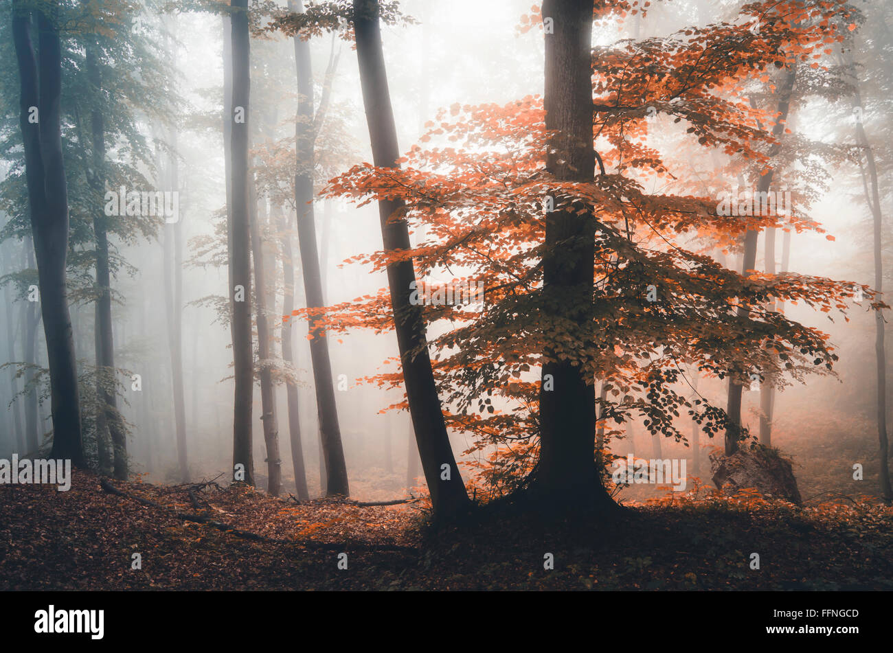 colorful autumn foliage in misty forest Stock Photo - Alamy