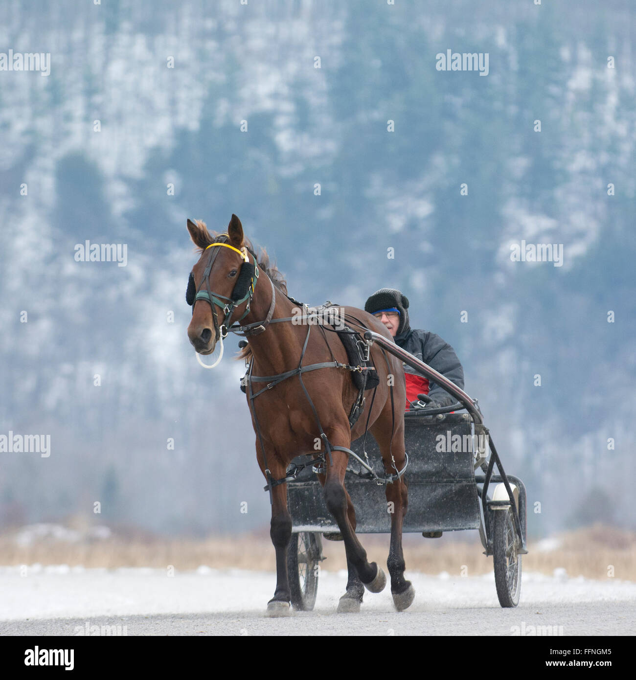Harness racer trainer Georges Groulx working a pacer Stock Photo