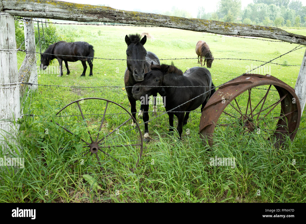 A curious mare with her colt came to the edge of the fence to greet me