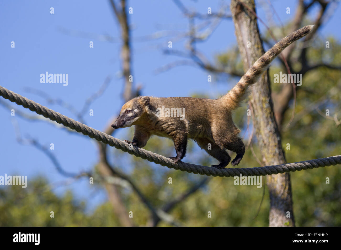 Durrell Wildlife Conservation Trust   Ring-tailed coati Stock Photo