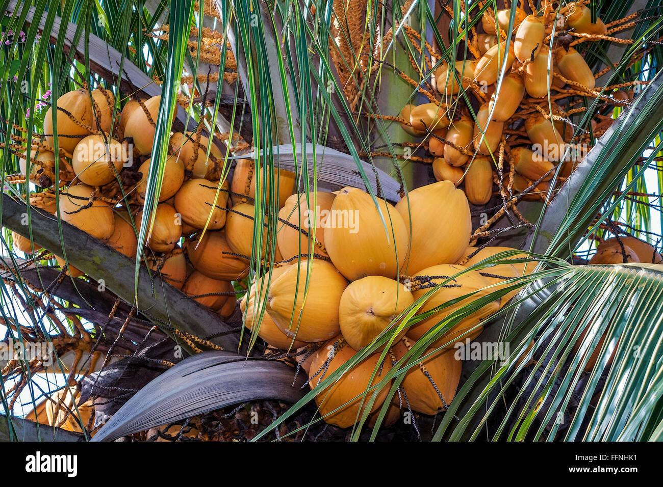 Coconuts (Cocos nucifera) In A Tree Dominica West Indies Stock Photo