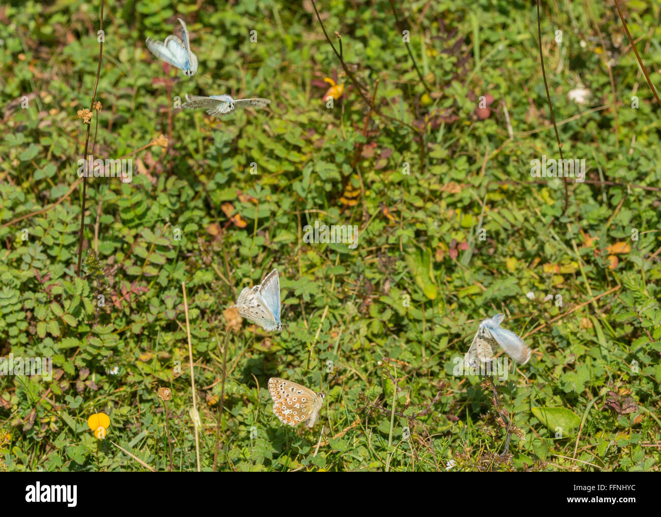 Several chalkhill blue (Polyommatus coridon) male butterflies courting female butterfly in courtship dance, UK Stock Photo