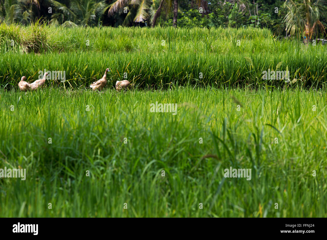 Ducks Clean Rice Paddy Ducks pecking at a rice paddy in Ubud, Bali Stock Photo - Alamy