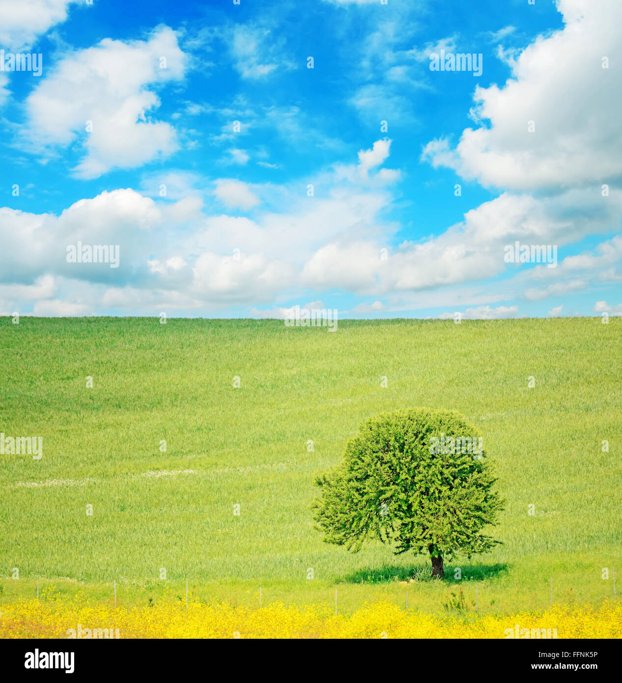 oak tree in a green field under a cloudy sky Stock Photo - Alamy