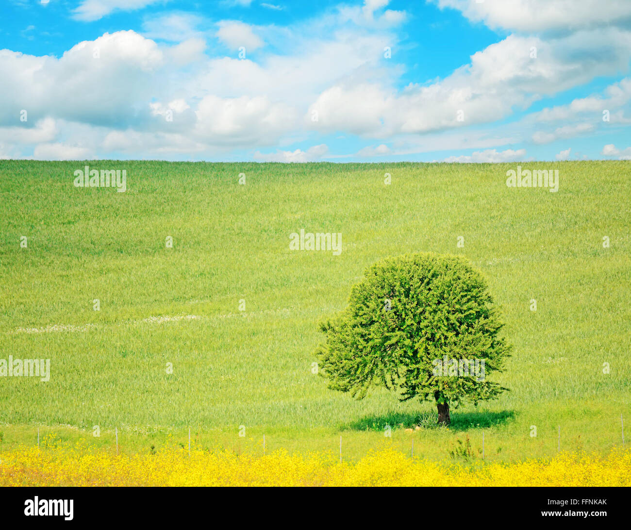 oak tree in a green field under a cloudy sky Stock Photo - Alamy