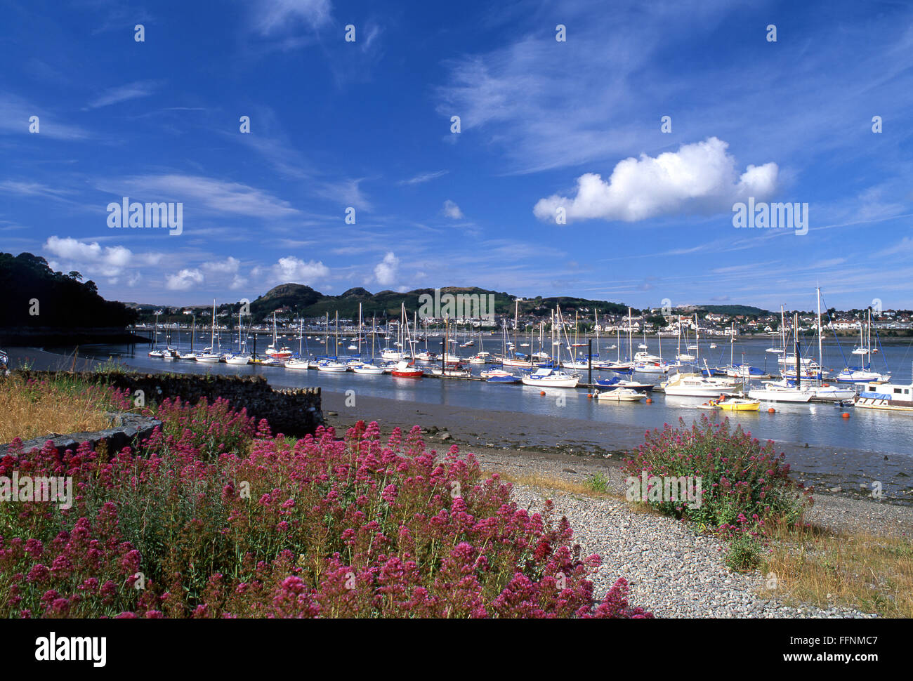 Conwy River Boats in harbour with view across to Deganwy Conwy County North Wales UK Red valerian flowers in foreground Stock Photo