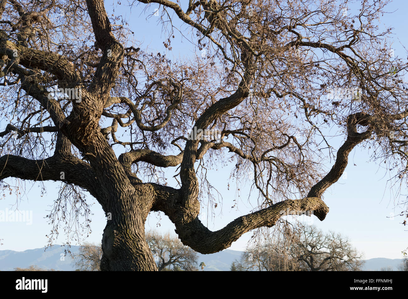 Oak Tree, Central Coast, California Stock Photo Alamy