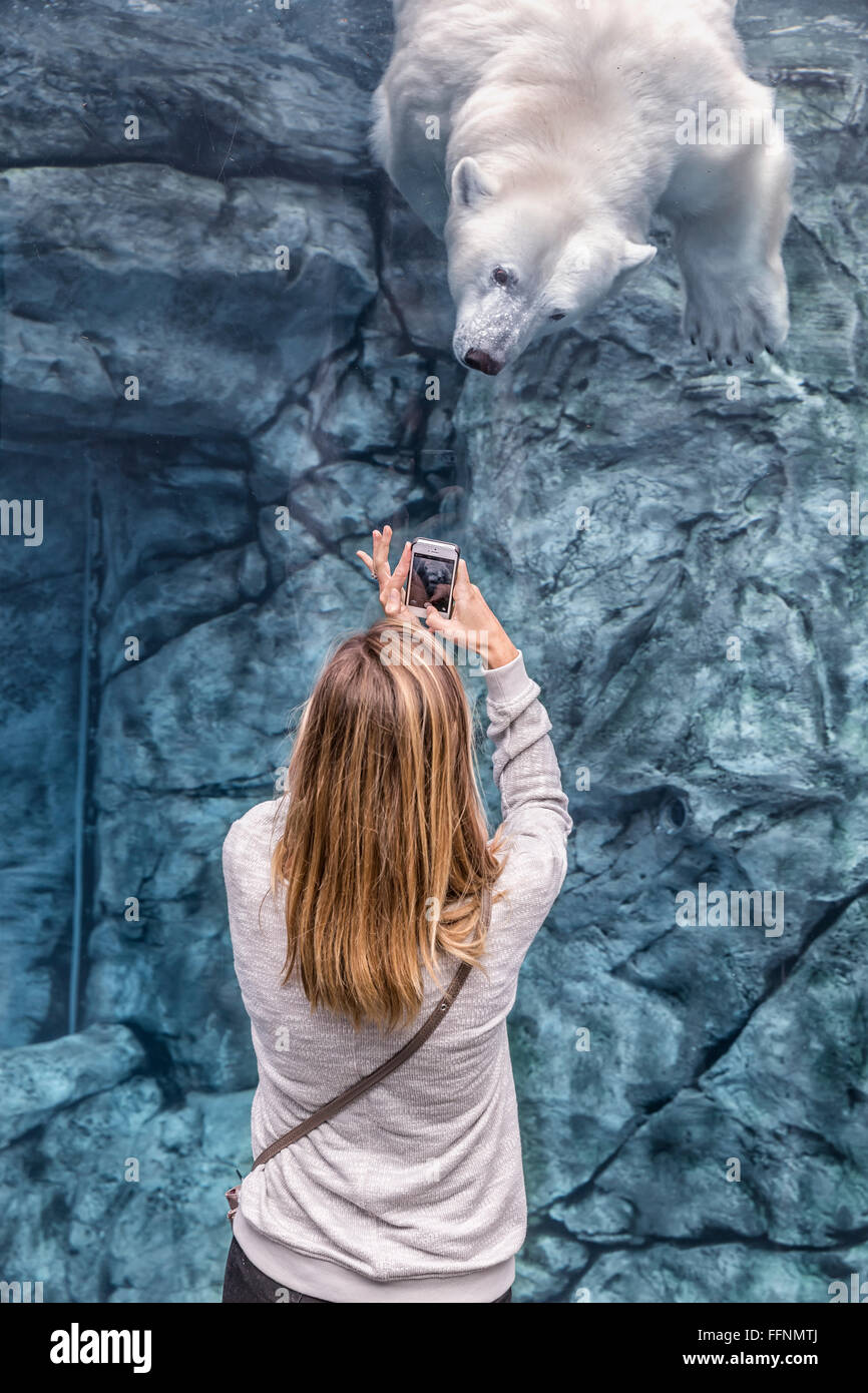 Woman recording video of a polar bear on her smartphone, Journey To Churchill, Assiniboine Park Zoo, Winnipeg, Manitoba, Canada. Stock Photo