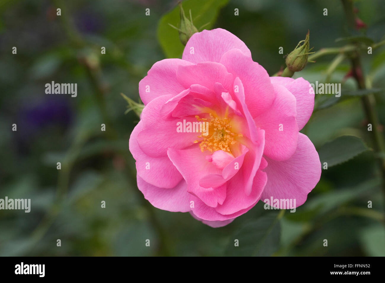 English summer flower hires stock photography and images Alamy