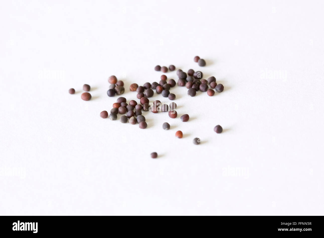 Brassica rapa seeds. Turnip seeds on a white background. Stock Photo