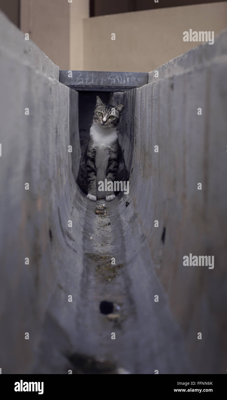 Puzzled cat in drain Stock Photo Alamy