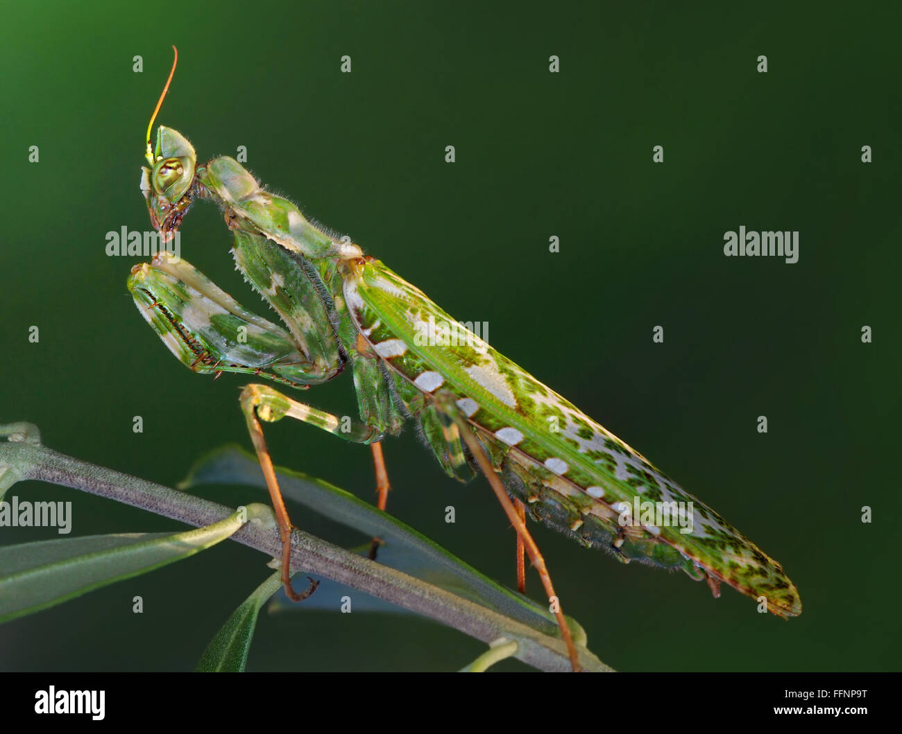 Blepharopsis mendica mantis Stock Photo