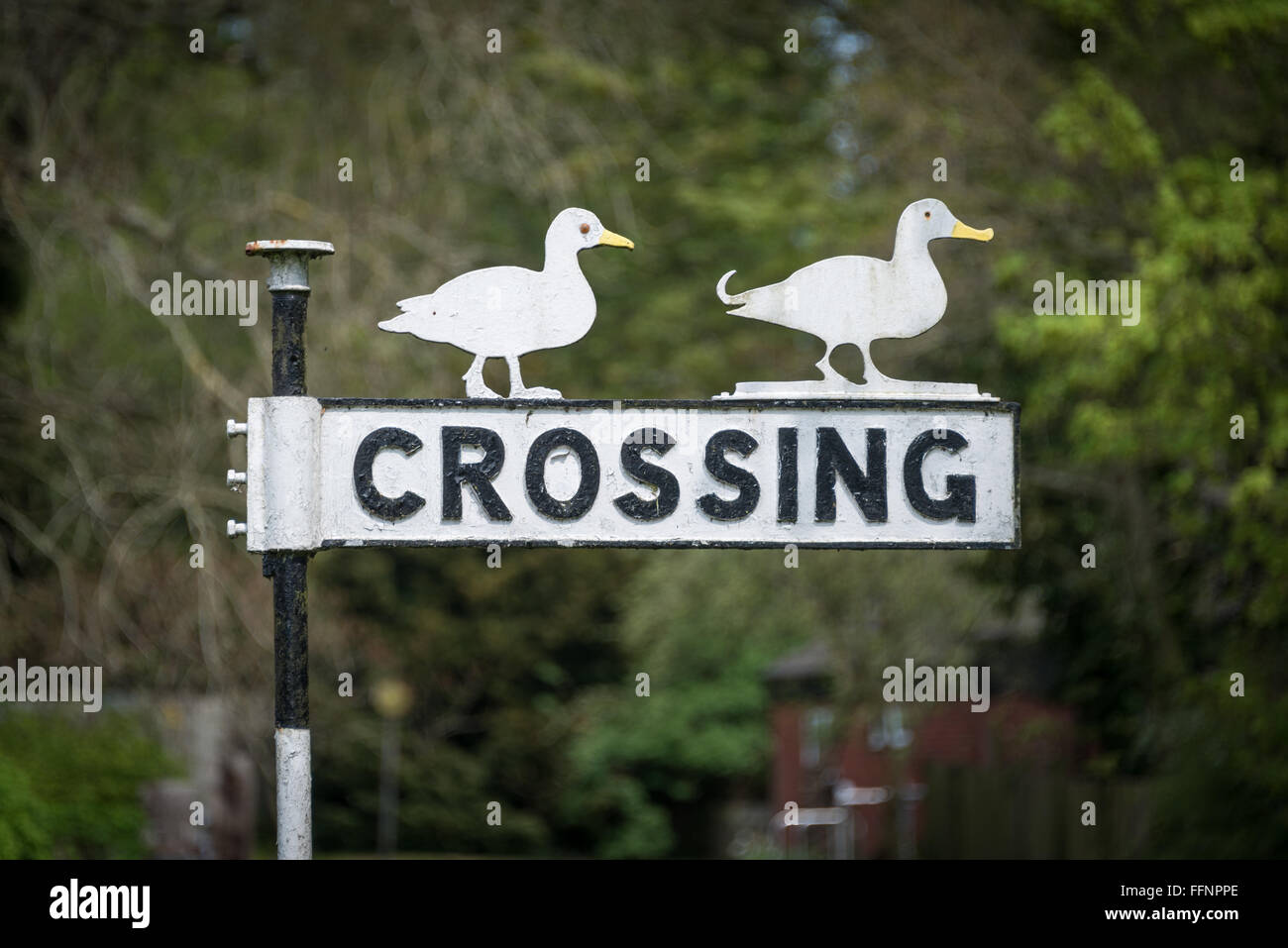 Ducks crossing sign, Norfolk Stock Photo