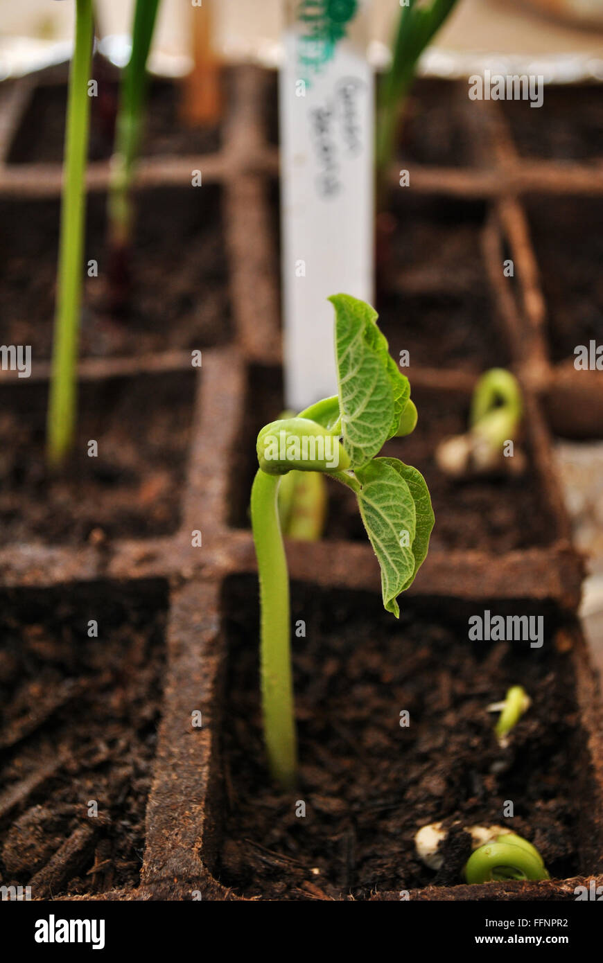 Green Bean Plants Growing in Pots Stock Photo Alamy