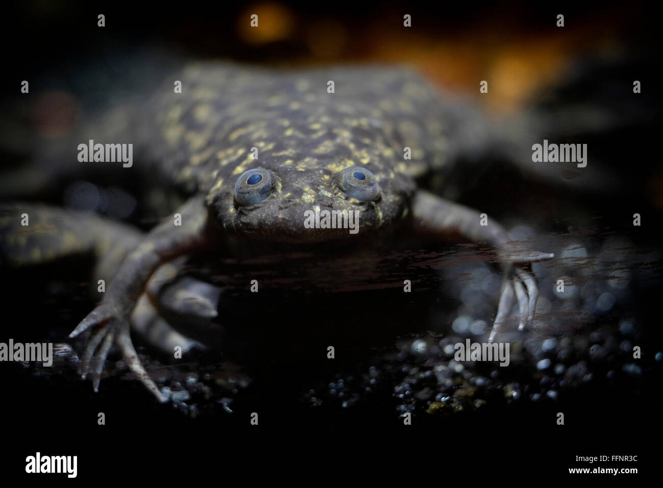 The African clawed frog  Xenopus laevis, also known as the xenopus, African clawed toad, African claw-toed frog or the platanna Stock Photo