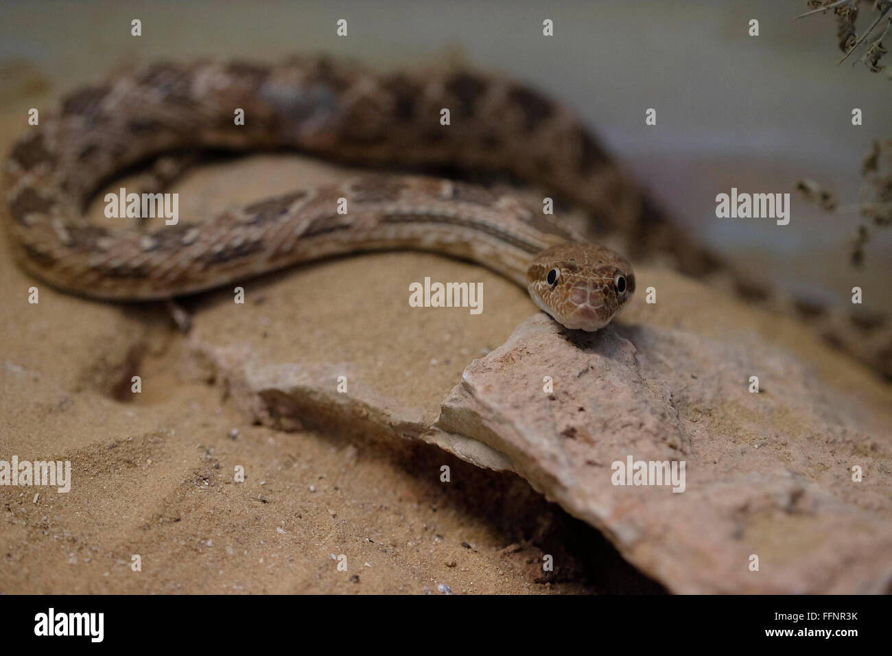 A diadem snake ( Spalerosophis diadema ) a specie of large colubrine snake commonly called Clifford's Snake Stock Photo