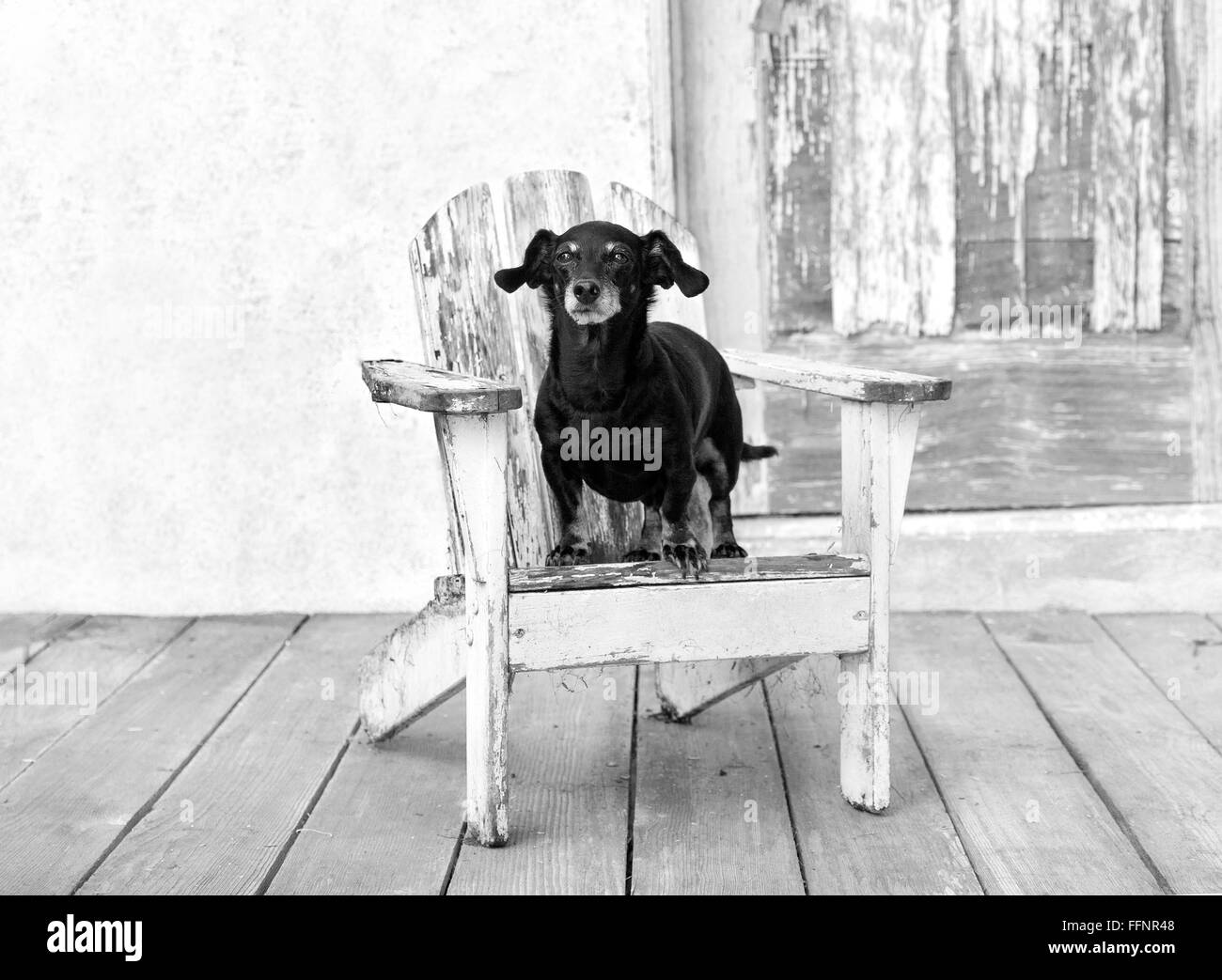 Happy  fat,elderly miniature dachshund dog stands up on a distressed white adirondack chair by old barn with peeling paint door. Stock Photo
