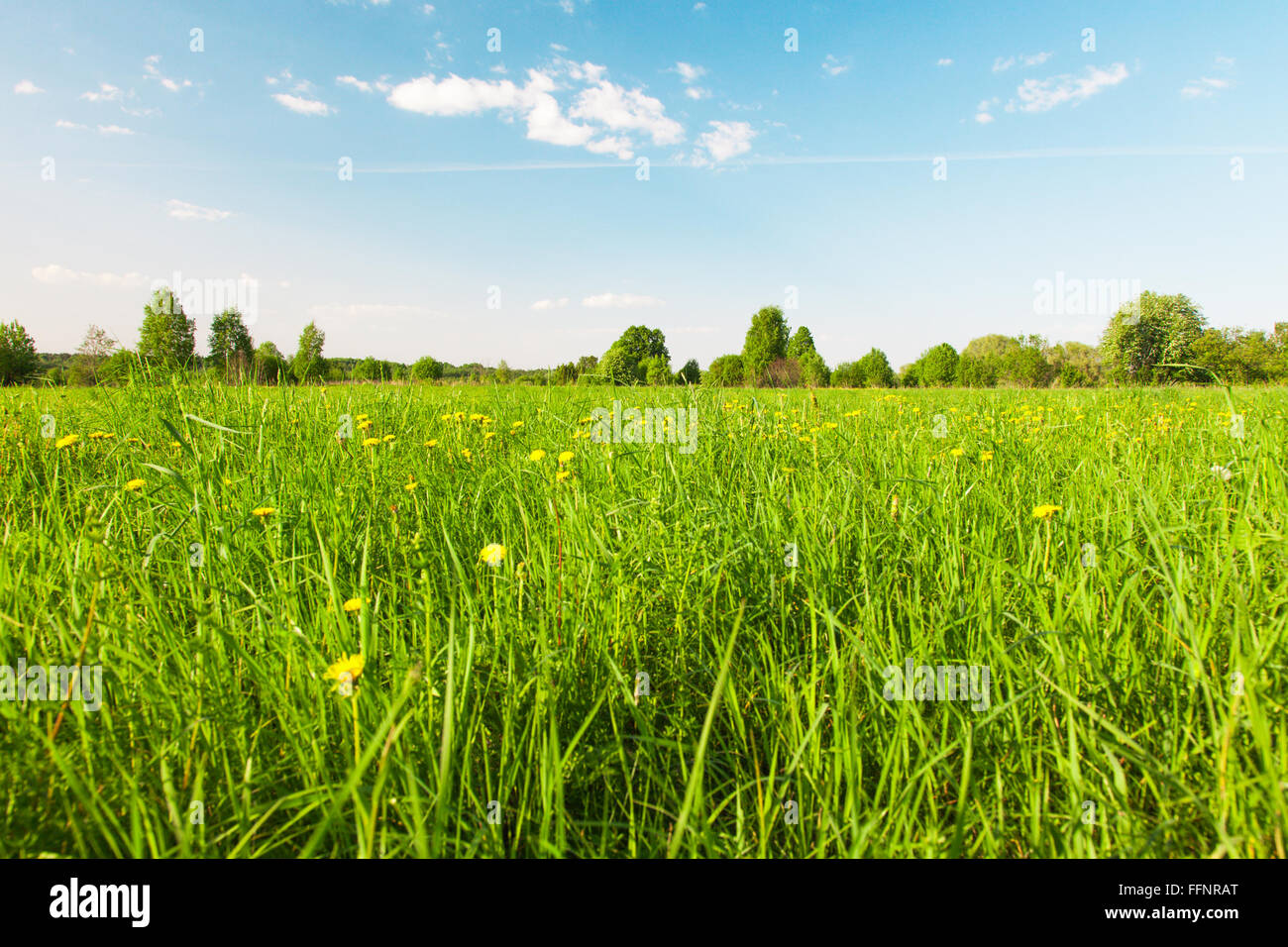 Green field with flowers under blue cloudy sky Stock Photo - Alamy