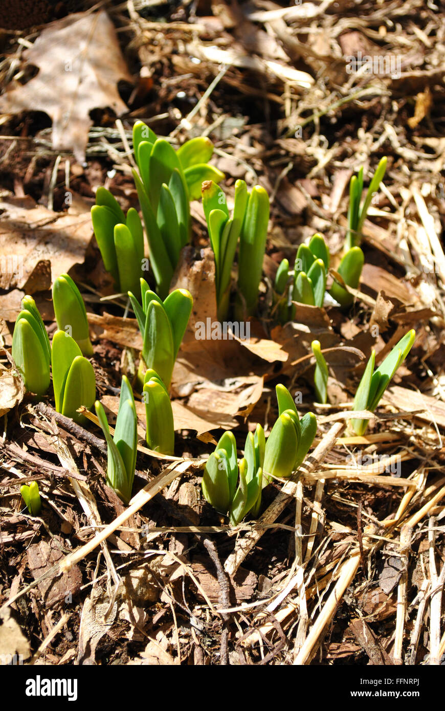 Spring Daffodil Plants Sprouting in the Ground Stock Photo Alamy