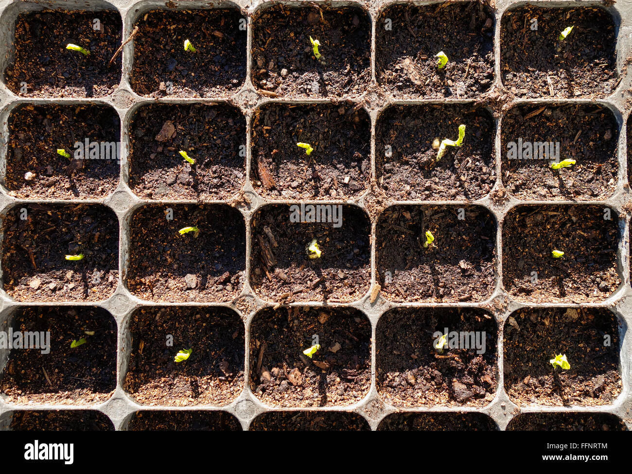 Peas, Pisum sativum, seedlings germinating in black tray. Stock Photo
