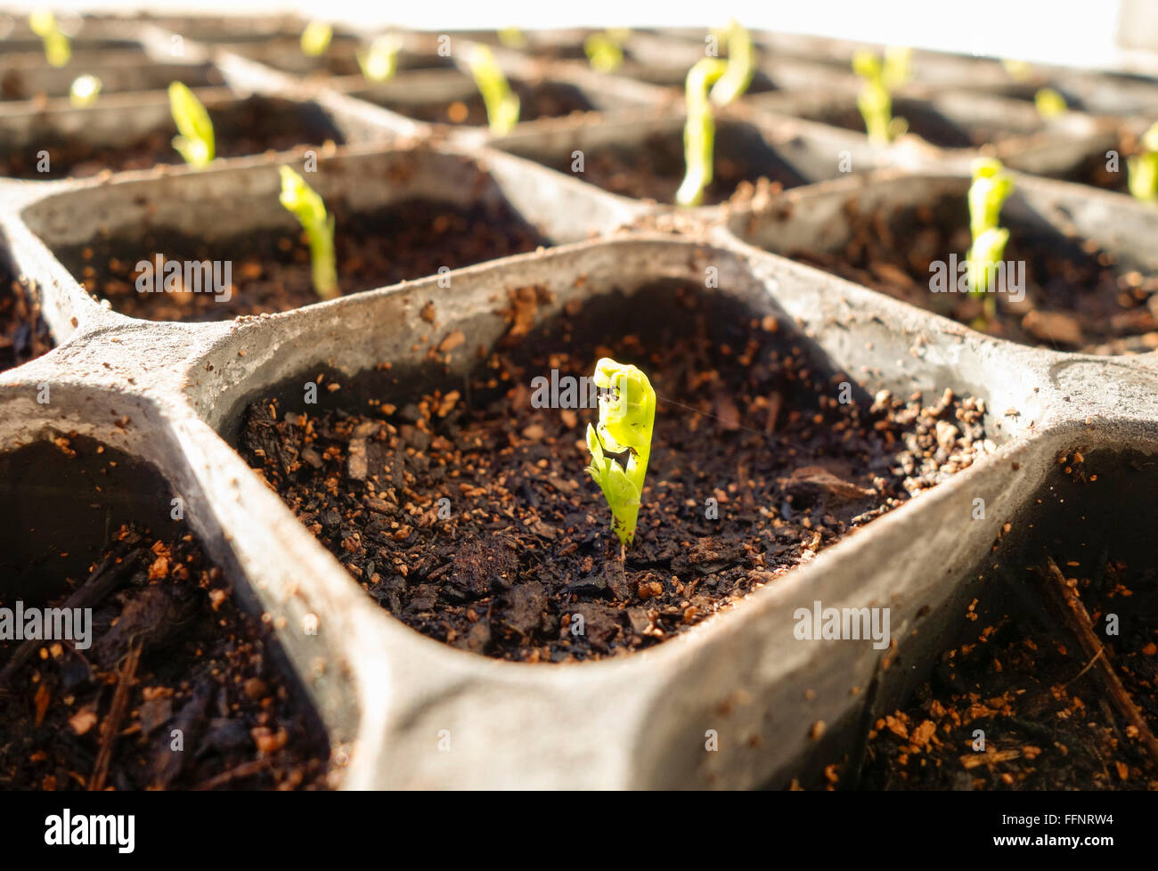 Peas, Pisum sativum, seedlings germinating in black tray. Stock Photo