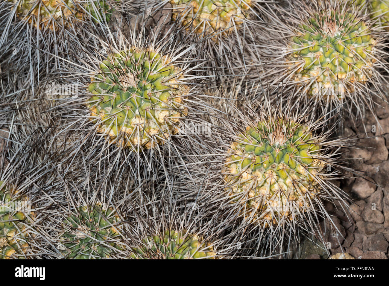 A spiked succulent plant with very long spines Stock Photo