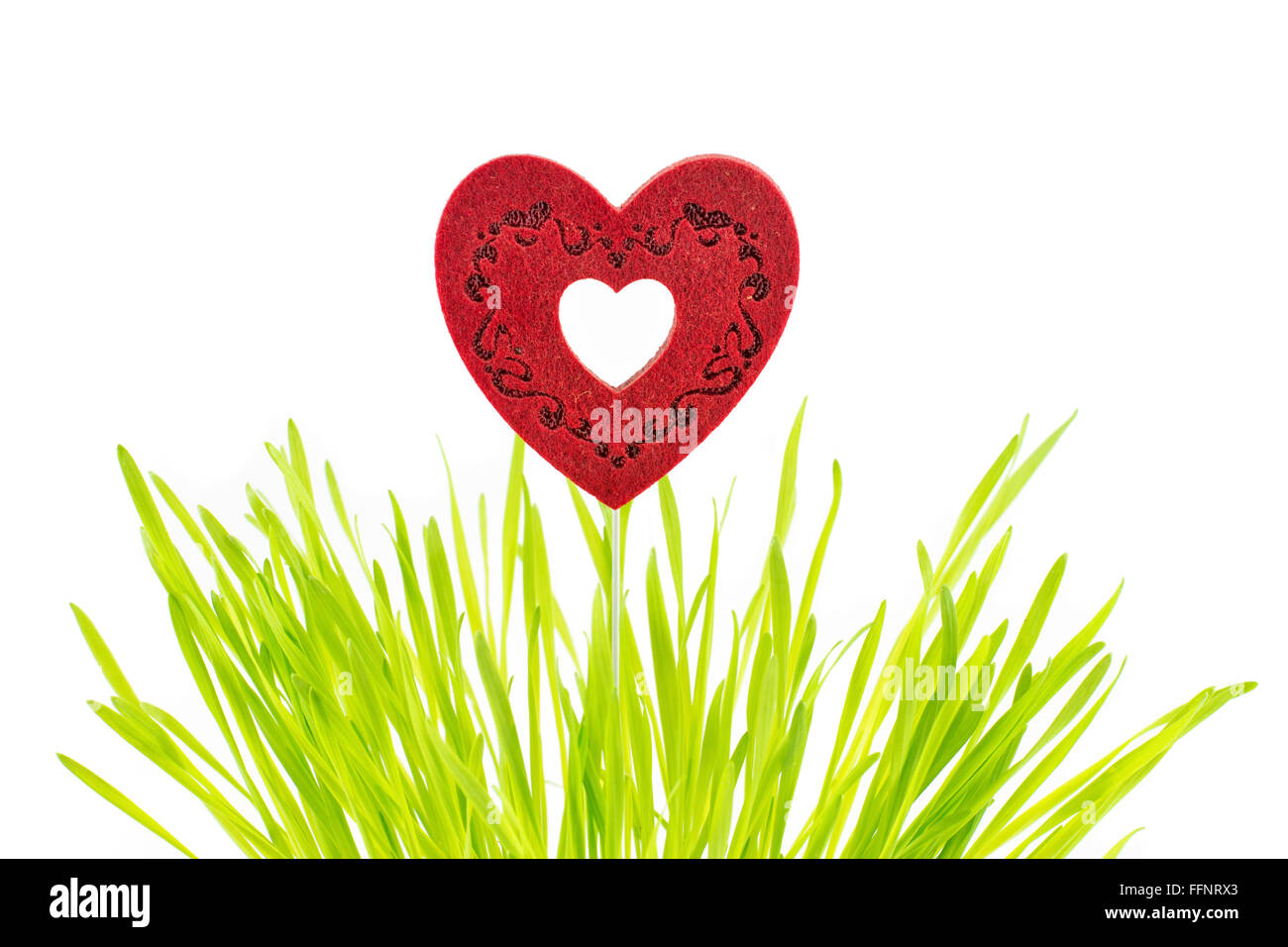 heart symbol above green raw leaves of wheat Stock Photo