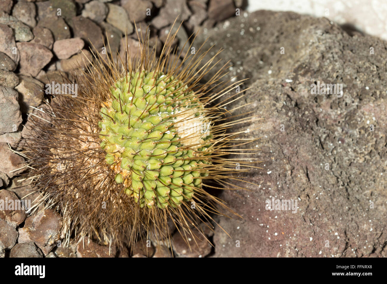 A spiked cactus with very long spines Stock Photo