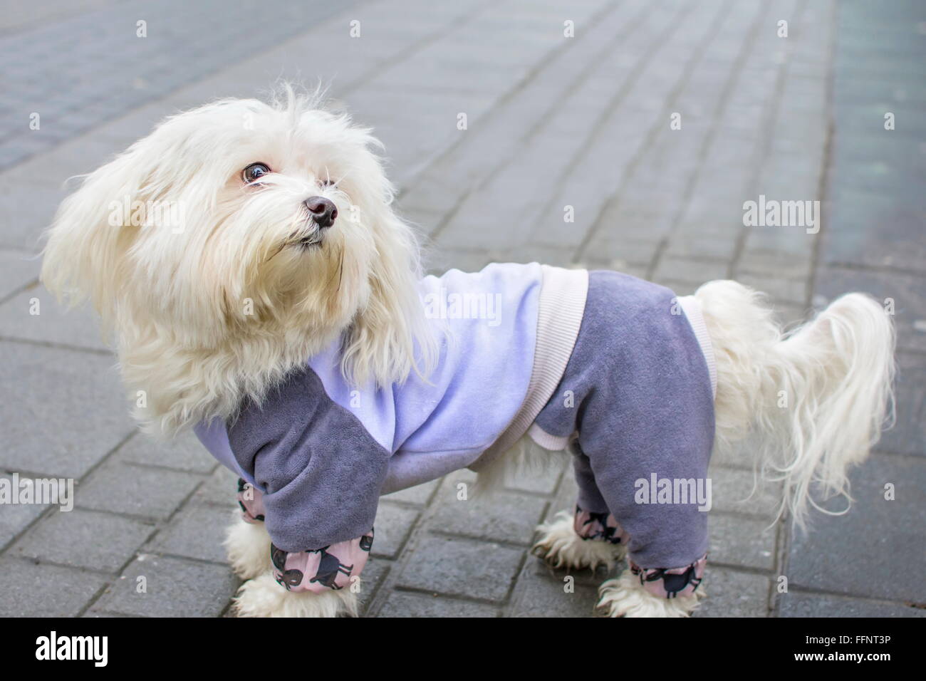 Fully dressed Bichon frise outdoors Stock Photo