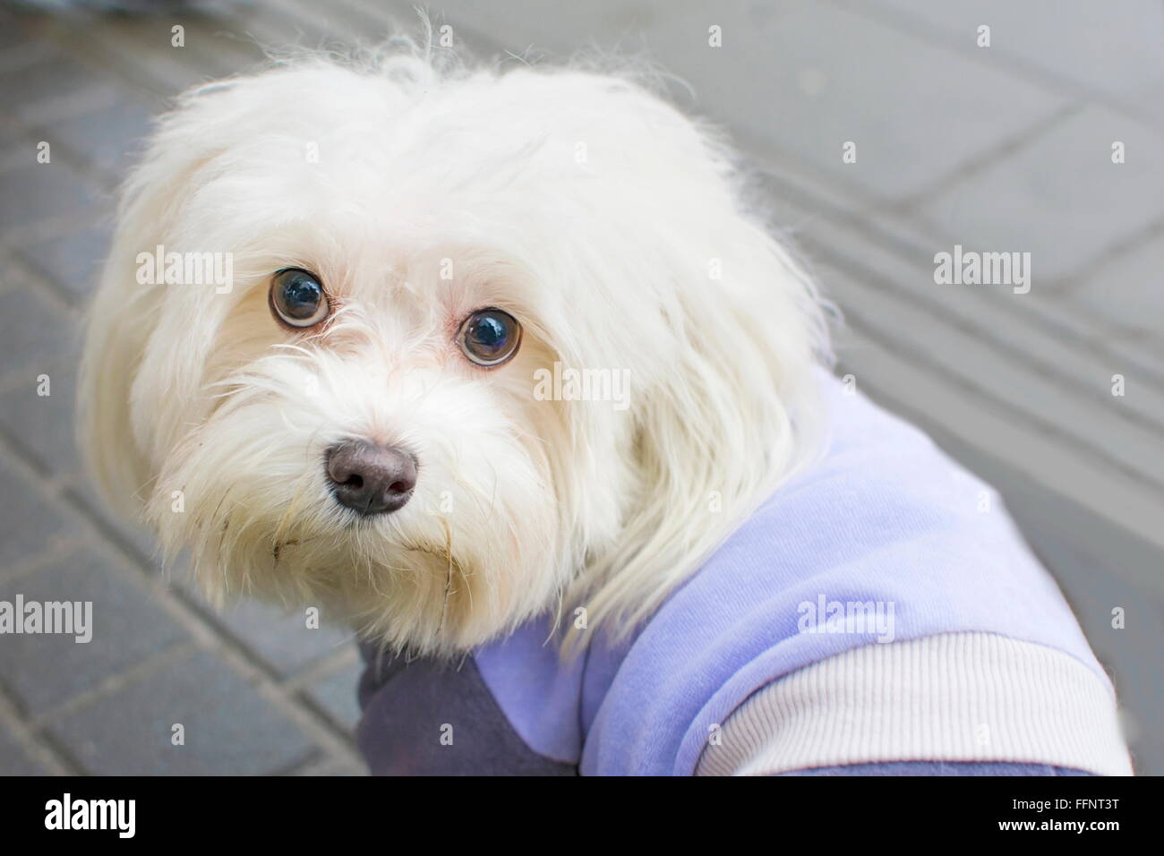 Close up of a cute bichon frise dog hi-res stock photography and images -  Alamy