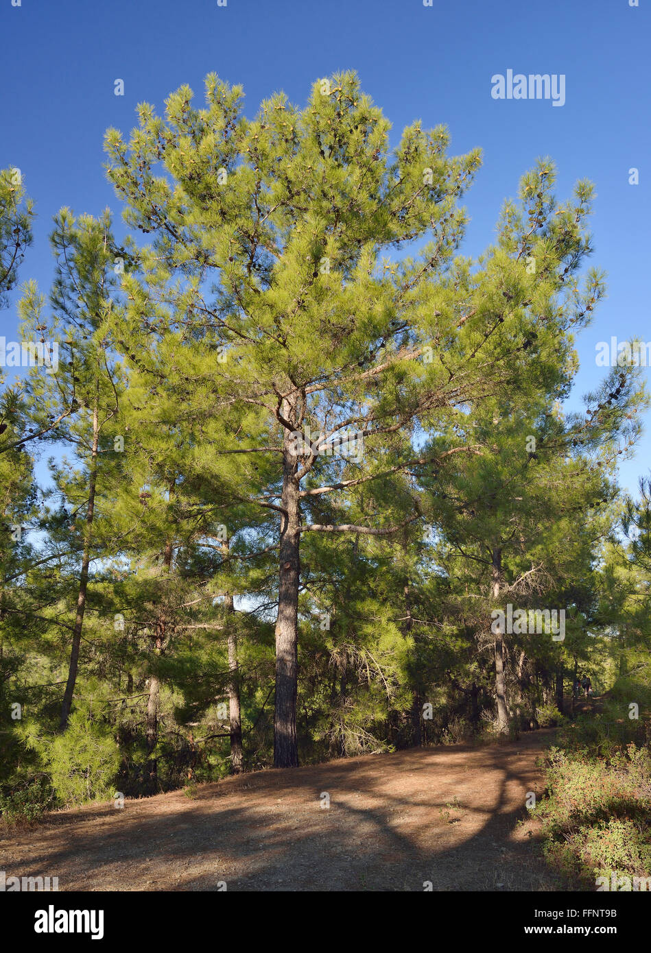 Calabrian or Turkish Pine Trees - Pinus brutia Stavros tis Psokas, Troodos, Cyprus Stock Photo