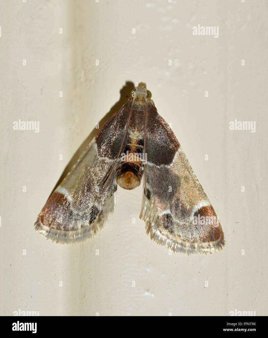 Grain moth hires stock photography and images Alamy