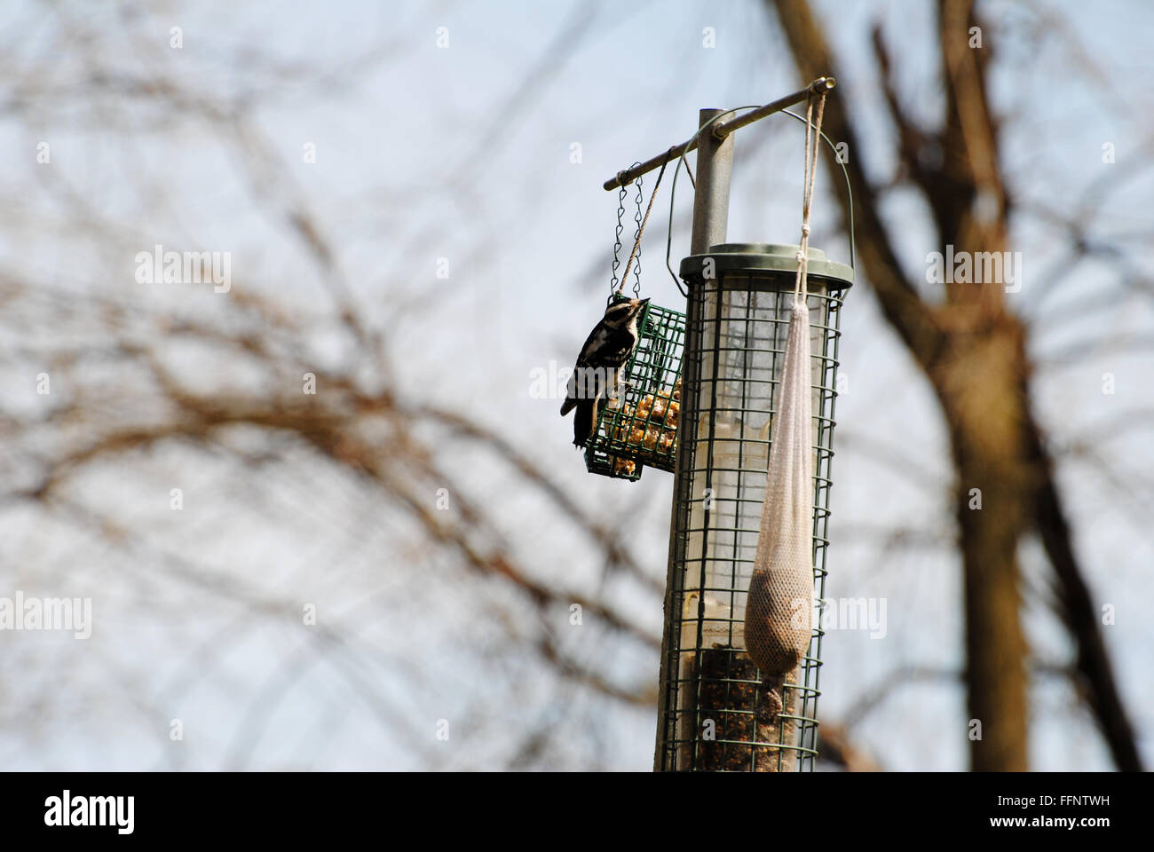 Hairy Woodpecker Feeding on Suet Stock Photo