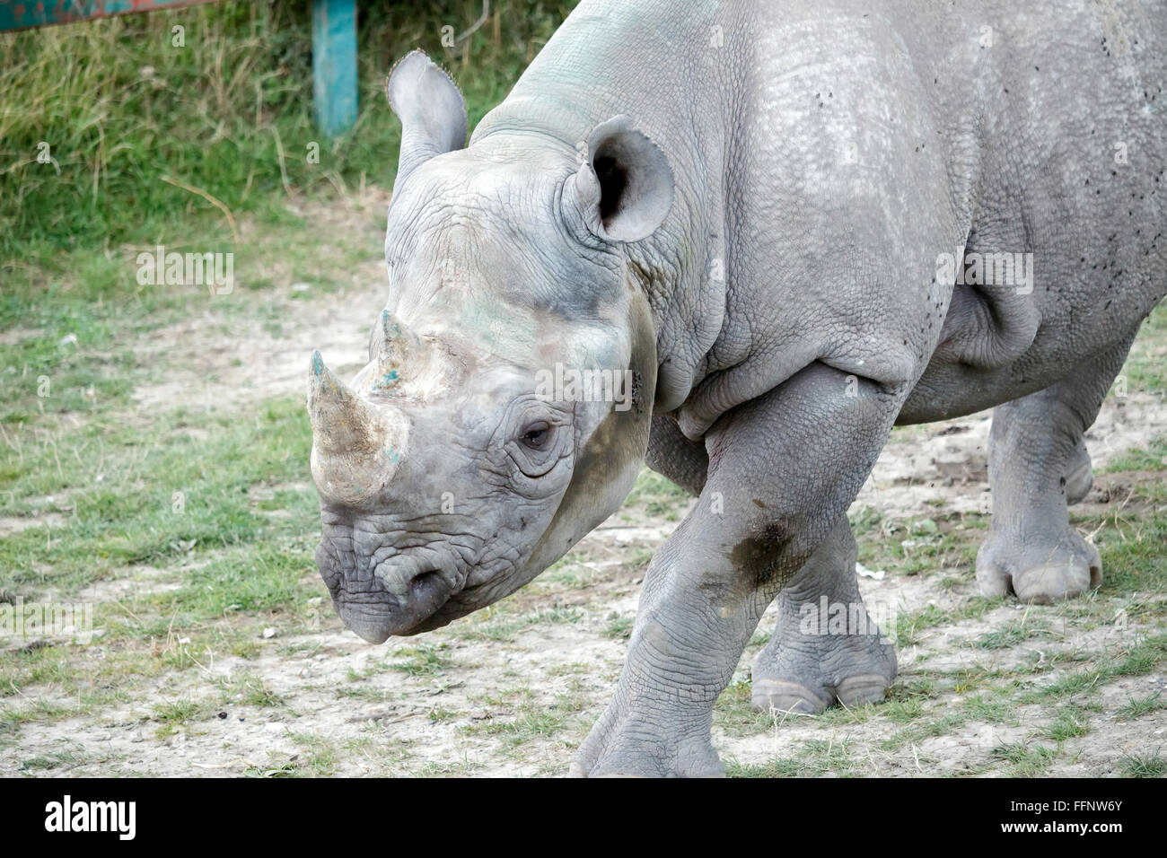 Black Rhinoceros Or Hook-lipped Rhinoceros (Diceros Bicornis Stock ...