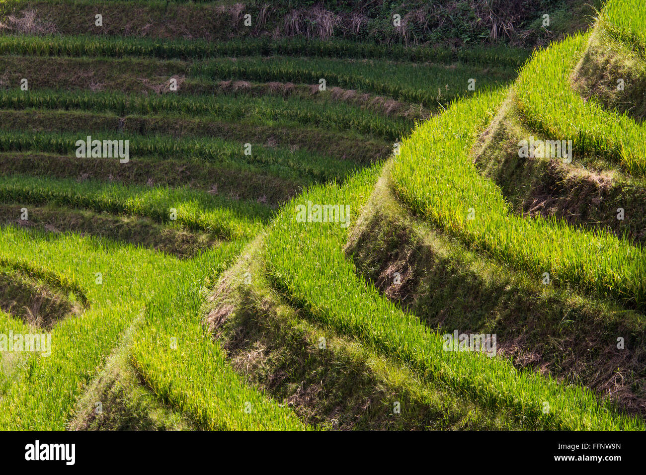 Dragon Backbone Rice Terraces. Longji. China Stock Photo