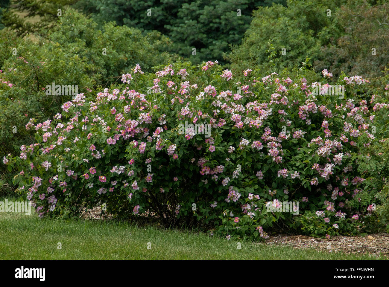 Rosa setigera , Prairie Rose, rose Stock Photo - Alamy