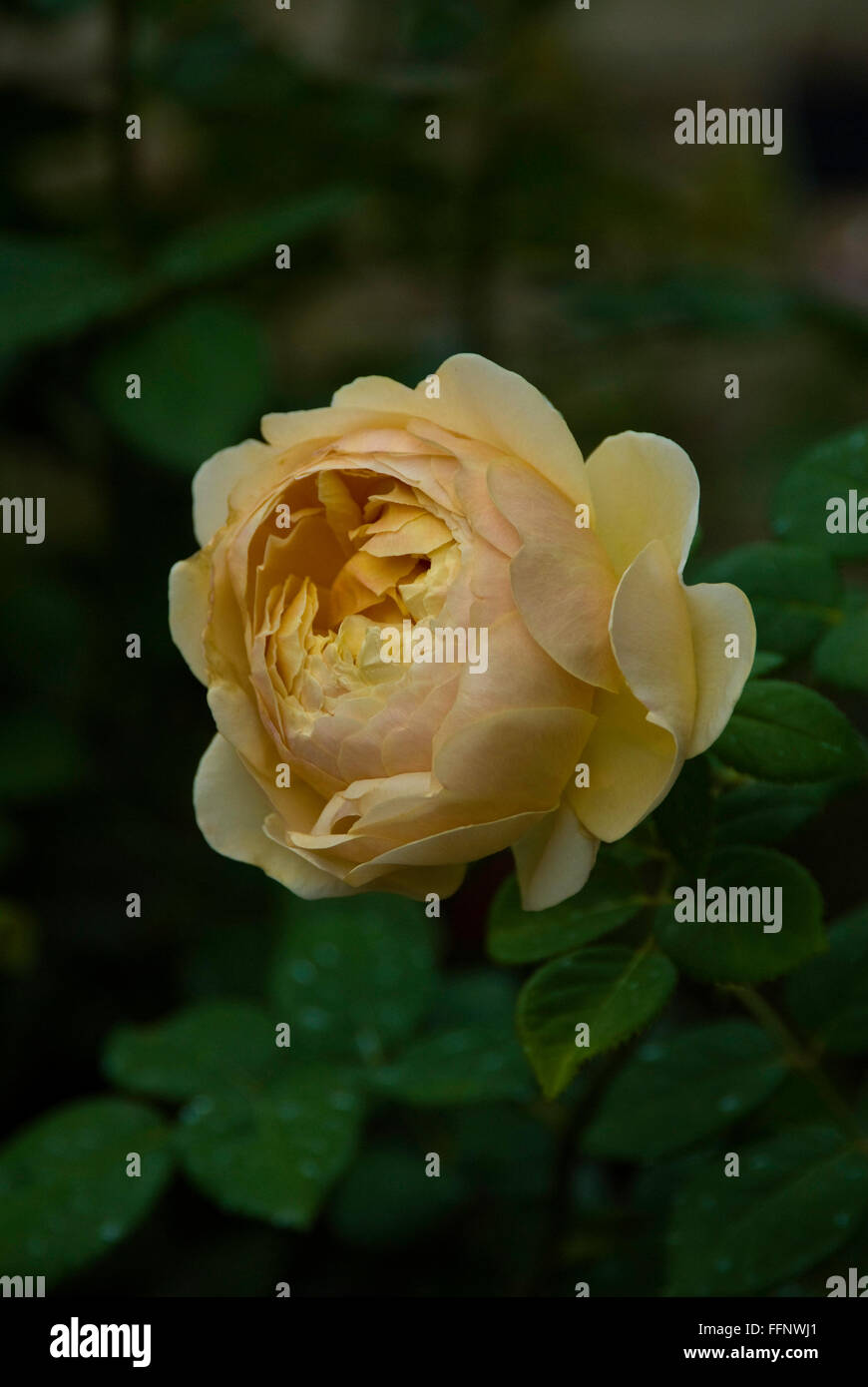 Rosa Charles Darwin, rose, AUSpeet, David Austin, Yellow shrub, Stock Photo