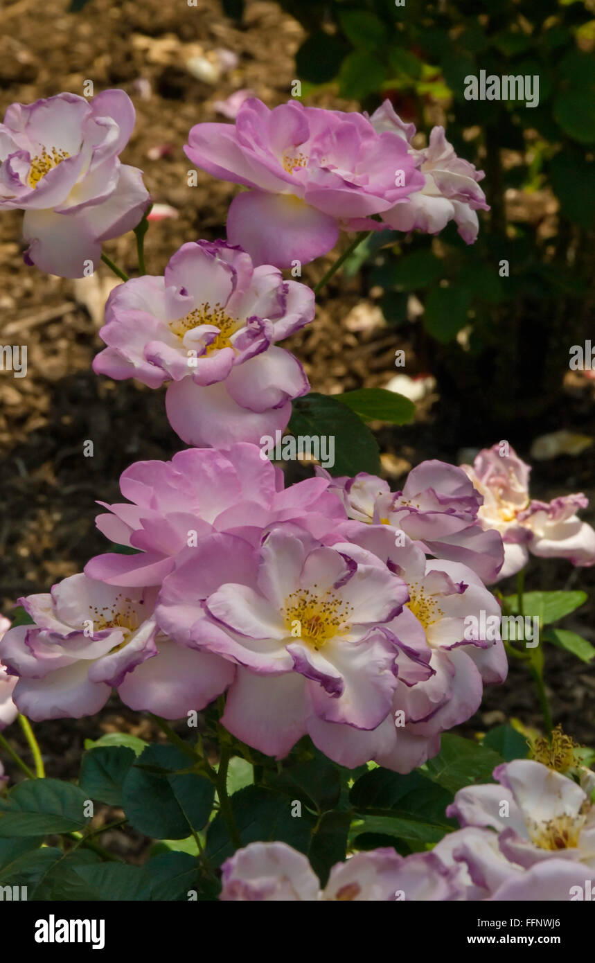 Rosa ESCAPADE, rose,floribunda, Stock Photo