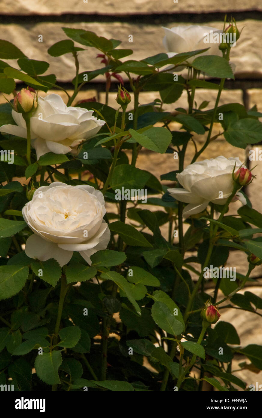 Rosa FAIR BIANCA, rose, white, David Austin Rose, AUSca Stock Photo - Alamy