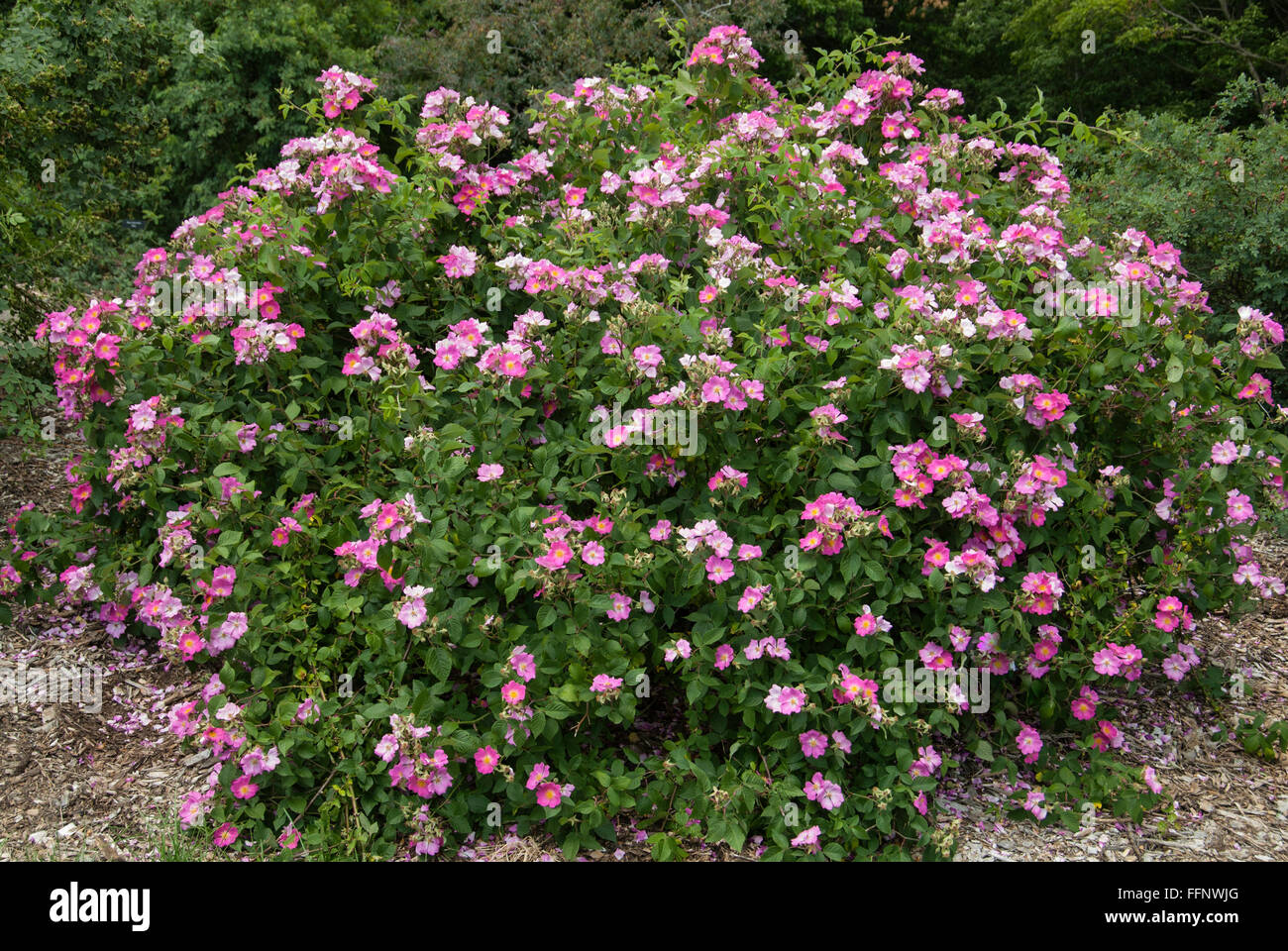 Rosa ,setigera , PRAIRIE, Rose Stock Photo Alamy