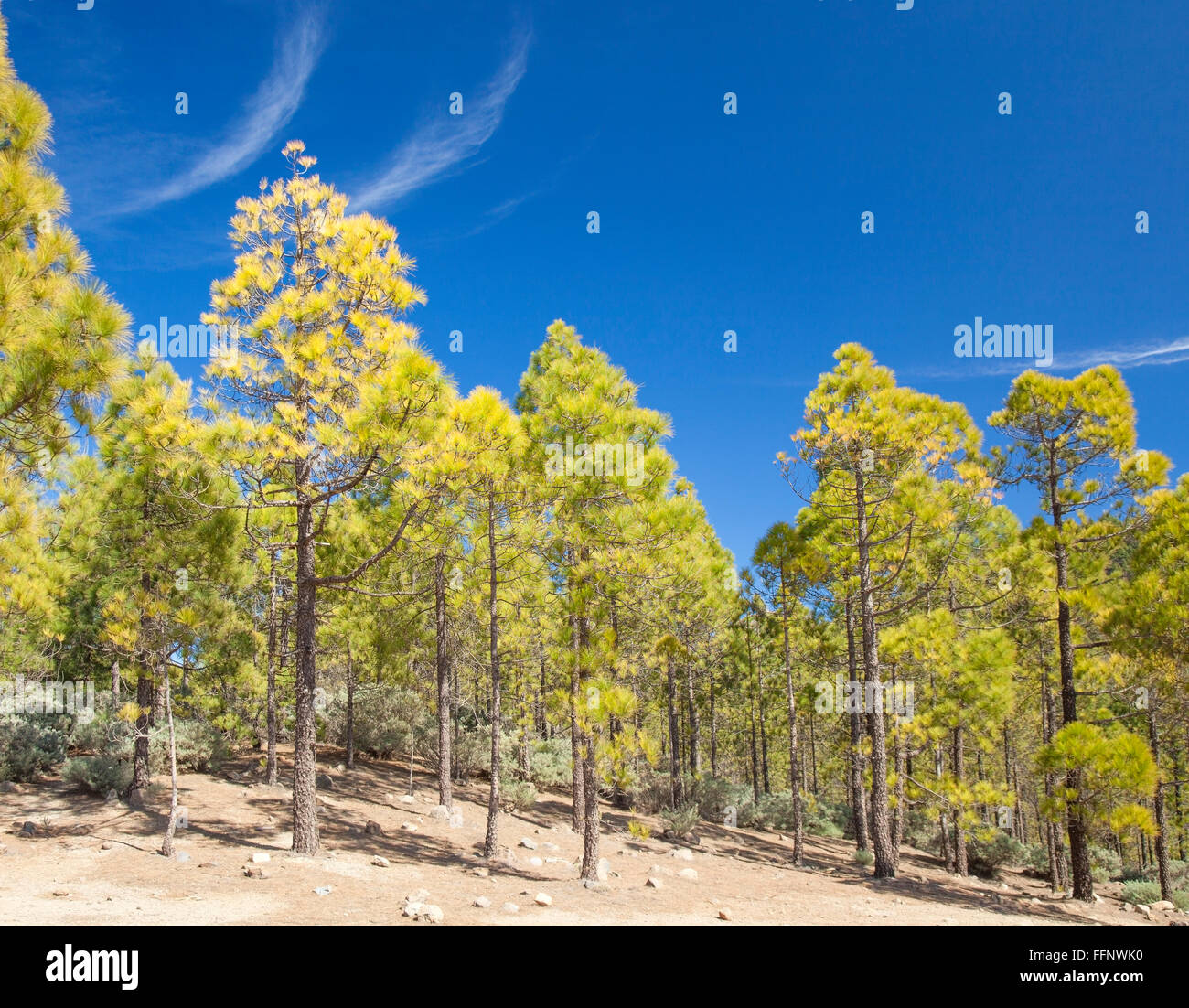 Gran Canaria, Las Cumbres - the highest areas of the island, views from hiking path Llanos de la Pez - Tunte, canarian pine tree Stock Photo