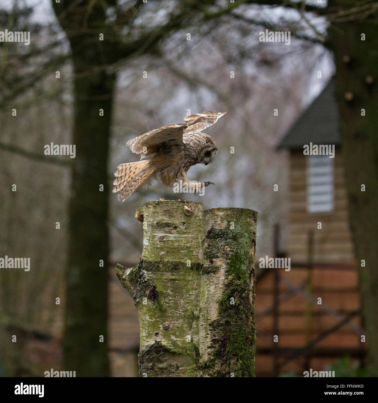 short-eared owl (Asio flammeus) landing on a stump Stock Photo