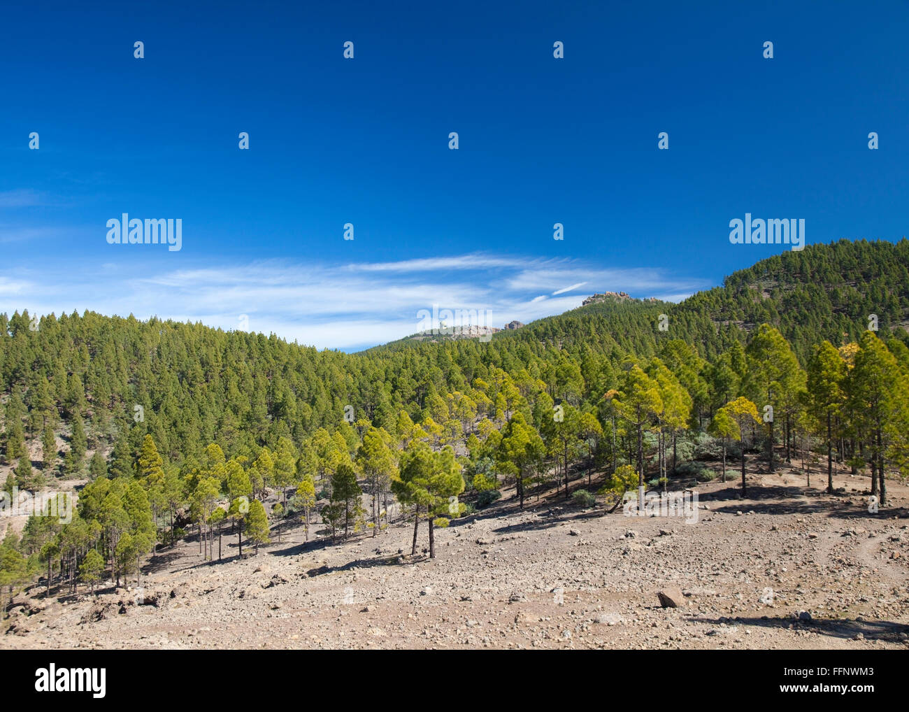 Gran Canaria, Las Cumbres - the highest areas of the island, views from hiking path Llanos de la Pez - Tunte towards the top of  Stock Photo