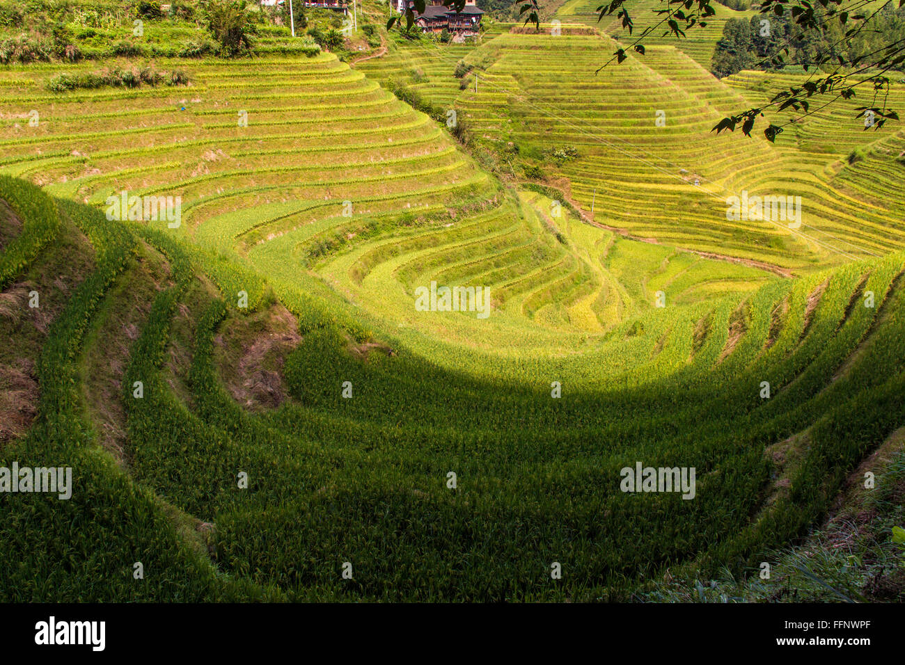 Dragon Backbone Rice Terraces. Longji. China Stock Photo