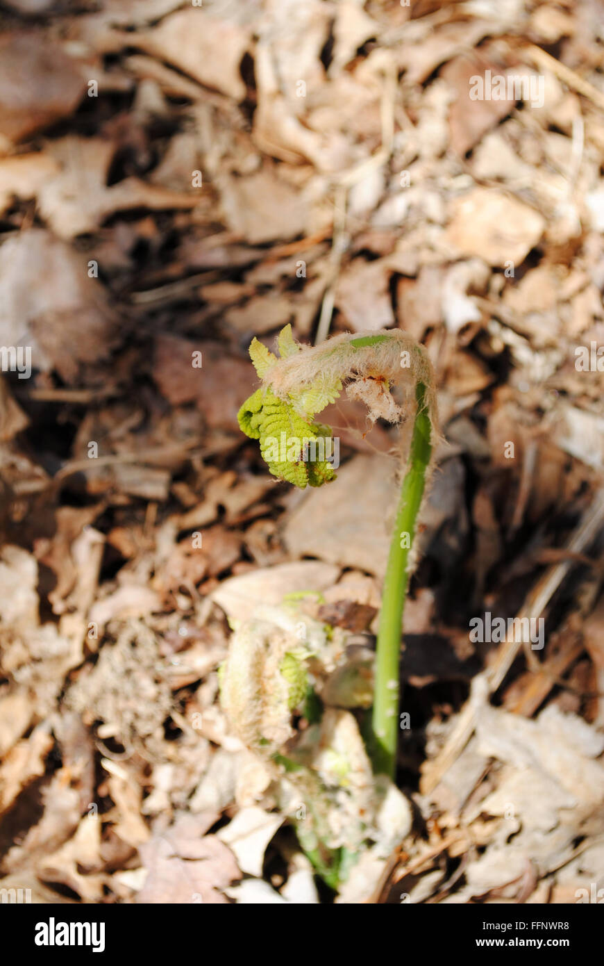Fern Sprouting in Early Spring Stock Photo