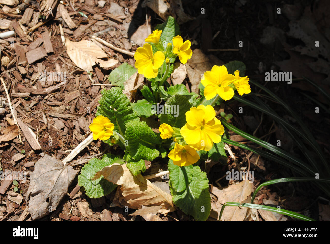 Yellow Primrose Plant Growing in Early Spring Stock Photo
