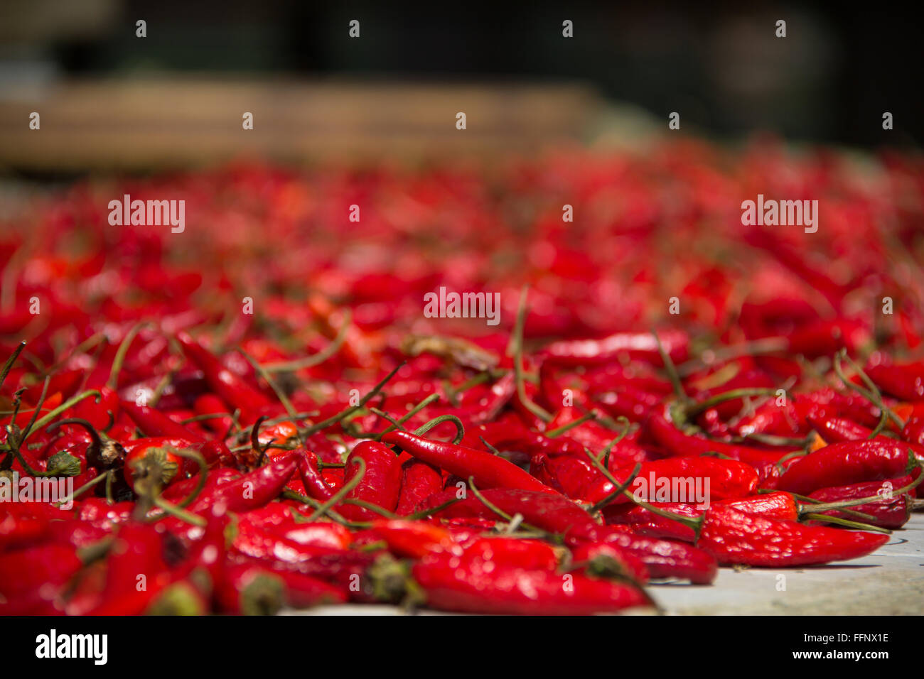 Red chili pepper in Dragon Backbone Rice Terraces. China Stock Photo