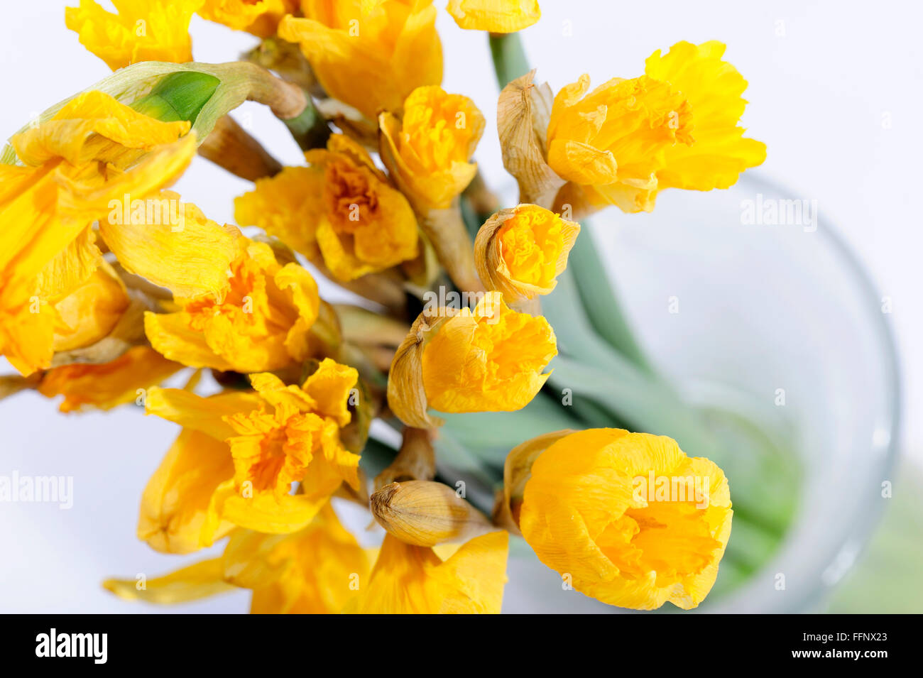 Daffodil photo art hi-res stock photography and images - Alamy