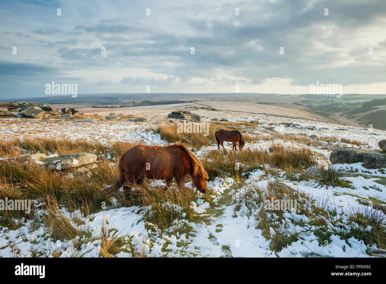 Dartmoor ponies winter uk hires stock photography and images Alamy