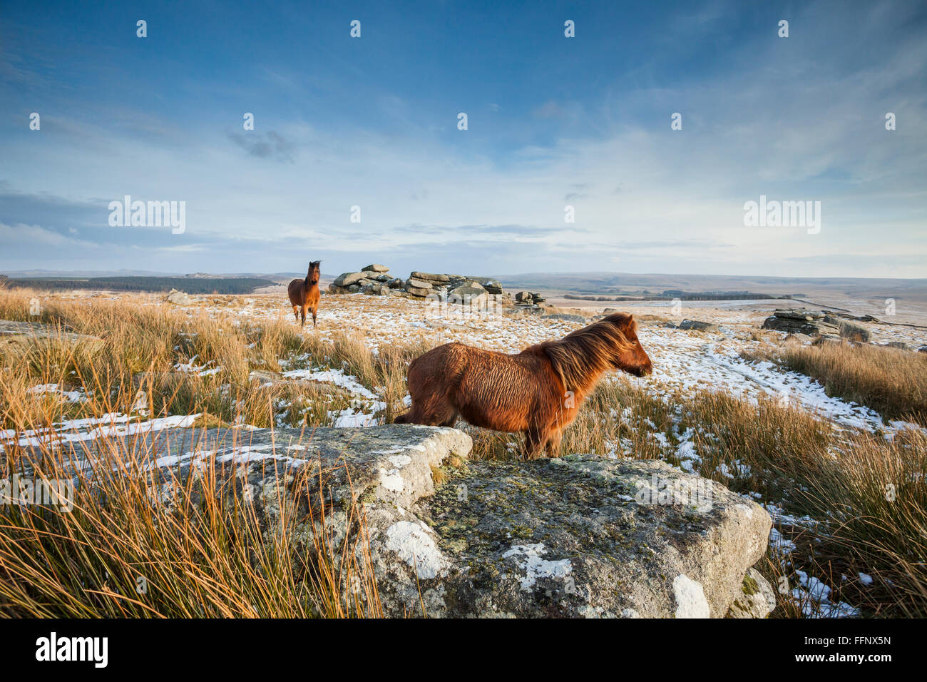 Dartmoor ponies winter uk hires stock photography and images Alamy